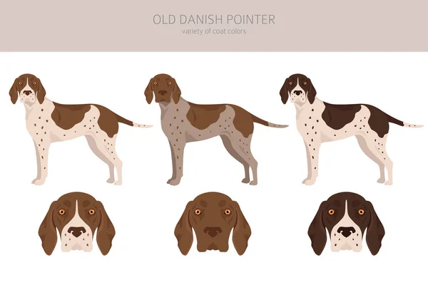 Old Danish Pointer Clipart Different Poses Coat Colors Set Vector — Vector de stock