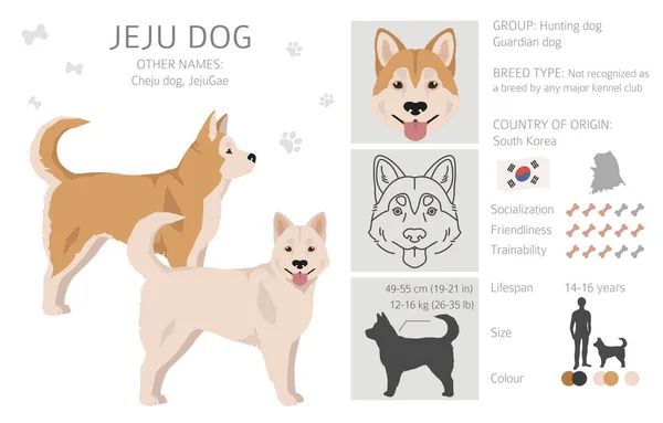 Jeju Dog Clipart Different Coat Colors Set Vector Illustration — 스톡 벡터