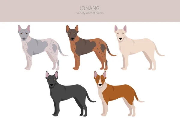 Jonangi Dog Clipart Different Coat Colors Set Vector Illustration — Stockový vektor