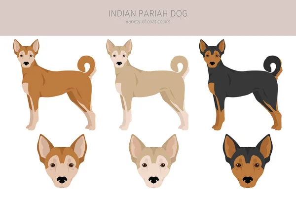 Indian Pariah Dog Clipart Different Poses Coat Colors Set Vector — Vector de stock