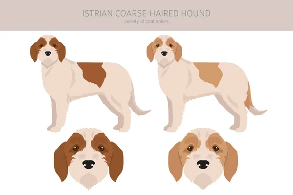 Istrian Coarse Haired Hound Clipart Different Poses Coat Colors Set — Wektor stockowy