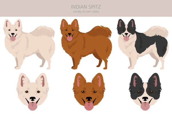 Indian Spitz Clipart Different Poses Coat Colors Set Vector Illustration — 스톡 벡터