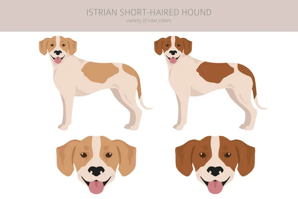 Istrian Short Haired Hound Clipart Different Poses Coat Colors Set — Stok Vektör