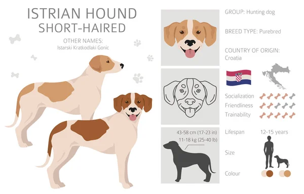 Istrian Short Haired Hound Clipart Different Poses Coat Colors Set — Stock Vector