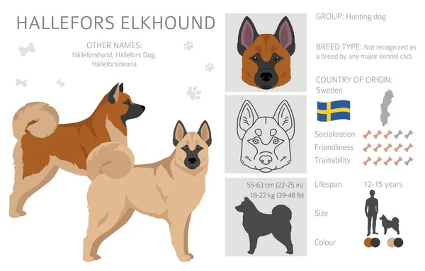 Hallefors Elkhound Clipart Different Poses Coat Colors Set Vector Illustration —  Vetores de Stock