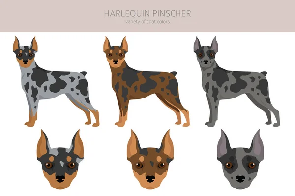 Harlequin Pinscher Clipart Different Poses Coat Colors Set Vector Illustration — Wektor stockowy