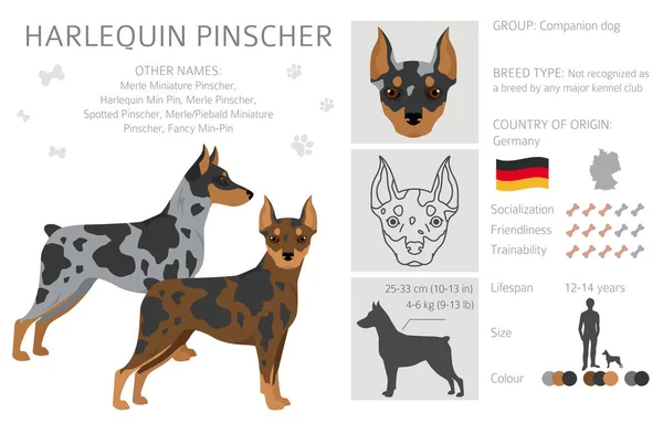 Harlequin Pinscher Clipart Different Poses Coat Colors Set Vector Illustration — Wektor stockowy
