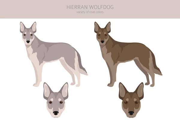 Hierran Wolfdog Clipart Different Poses Coat Colors Set Vector Illustration — ストックベクタ