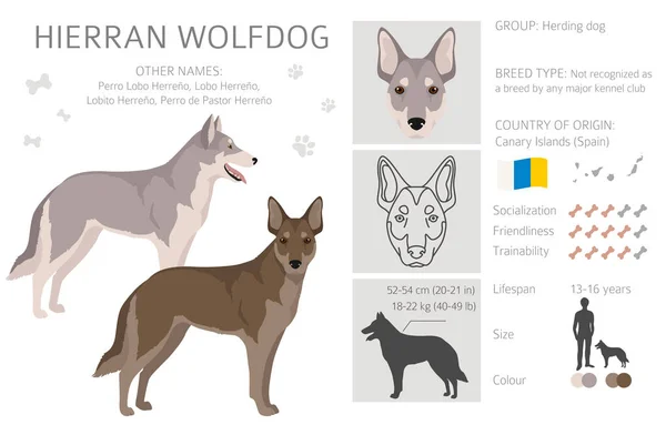 Hierran Wolfdog Clipart Different Poses Coat Colors Set Vector Illustration — ストックベクタ