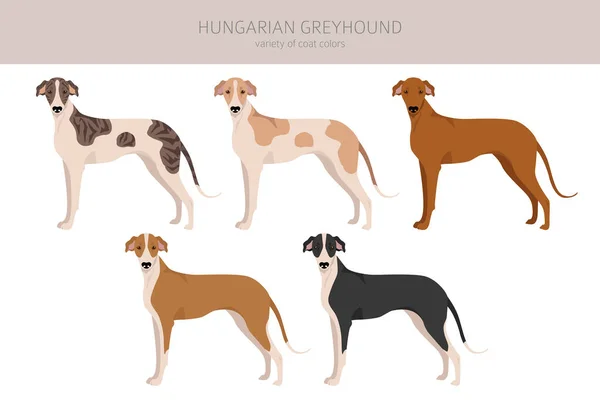 Hungarian Greyhound Clipart Different Poses Coat Colors Set Vector Illustration — Vector de stoc