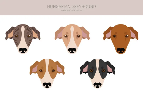 Hungarian Greyhound Clipart Different Poses Coat Colors Set Vector Illustration — Stock Vector