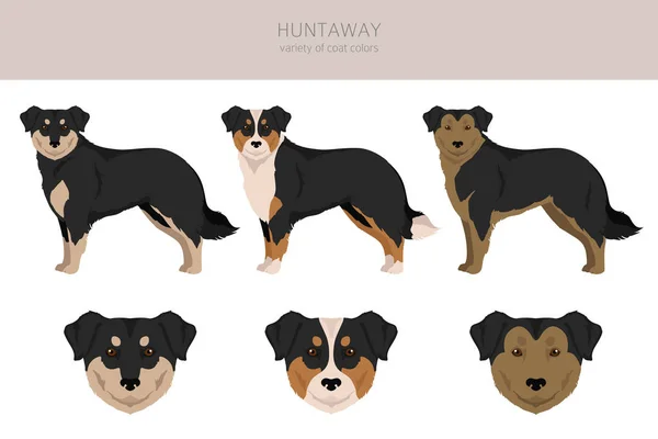 Huntaway Dog Clipart Different Poses Coat Colors Set Vector Illustration — Image vectorielle