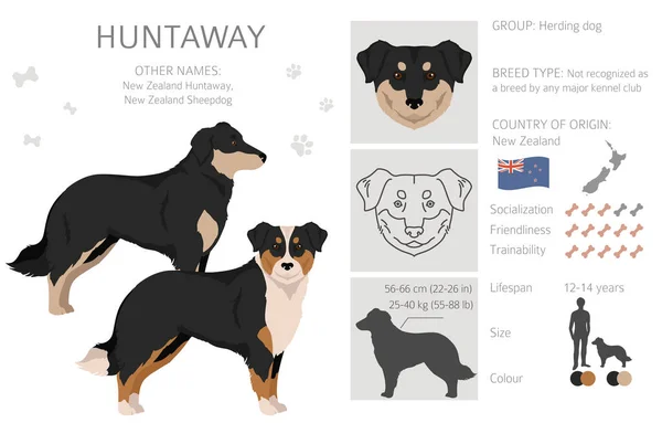 Huntaway Dog Clipart Different Poses Coat Colors Set Vector Illustration — Stok Vektör