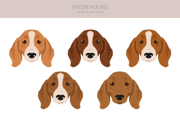 Hygen Hound Clipart Different Poses Coat Colors Set Vector Illustration — ストックベクタ