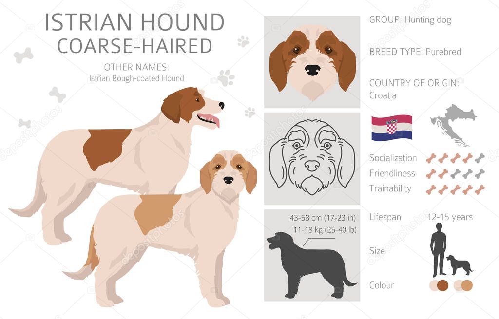 Istrian Coarse-haired hound clipart. Different poses, coat colors set.  Vector illustration