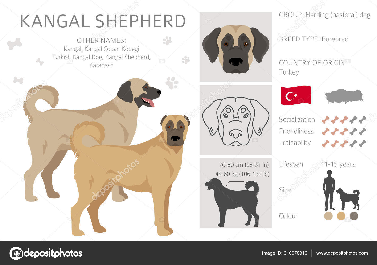 Kangal shepherd hotsell dog similar breeds