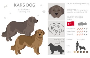 Kars Köpek Yarışması. Farklı ceket renkleri. Vektör illüstrasyonu