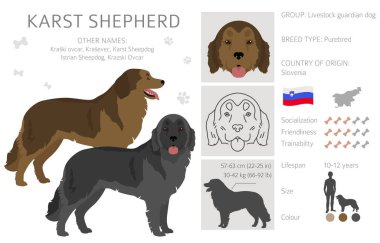 Karst çoban köpeği kırpması. Farklı ceket renkleri. Vektör illüstrasyonu