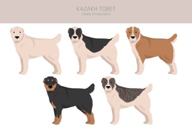 Kazak Tobet dağılımı. Farklı ceket renkleri. Vektör illüstrasyonu