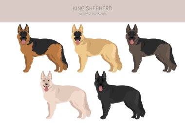 Kral Shepherd. Alman çoban köpeğinin çeşitliliği. clipart. Farklı ceket renkleri. Vektör illüstrasyonu