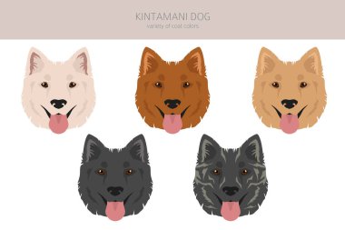 Kintamani Bali köpek yarışması. Farklı ceket renkleri. Vektör illüstrasyonu