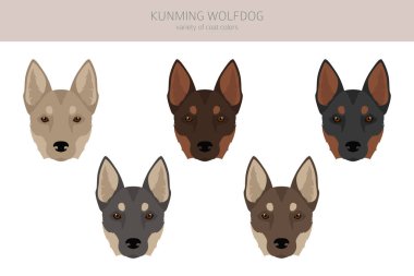 Kunming Wolfdog klipsi. Farklı ceket renkleri. Vektör illüstrasyonu