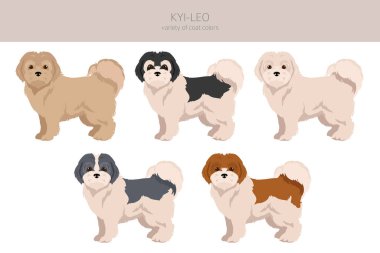 Kyi-Leo köpek klipsi. Farklı ceket renkleri. Vektör illüstrasyonu