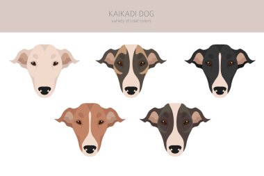 Kaikadi köpek klipsi. Farklı ceket renkleri. Vektör illüstrasyonu