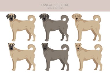 Kangal Shepherd köpek klipsi. Farklı ceket renkleri. Vektör illüstrasyonu