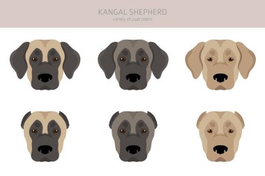 Kangal Shepherd köpek klipsi. Farklı ceket renkleri. Vektör illüstrasyonu