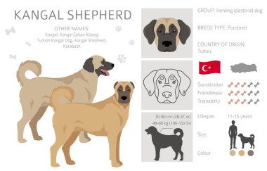 Kangal Shepherd köpek klipsi. Farklı ceket renkleri. Vektör illüstrasyonu