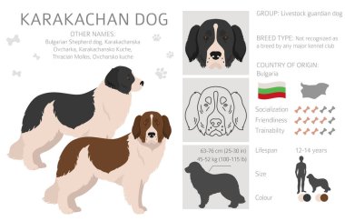 Karakachan köpek kırpması. Farklı ceket renkleri. Vektör illüstrasyonu