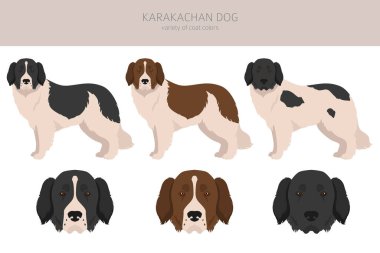 Karakachan köpek kırpması. Farklı ceket renkleri. Vektör illüstrasyonu