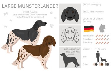 Büyük Munsterlander Clipart. Farklı ceket renkleri. Vektör illüstrasyonu