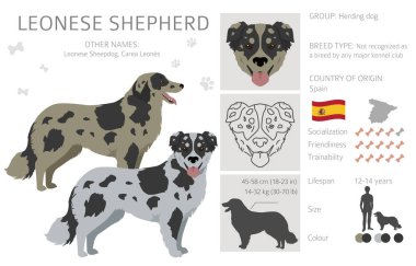 Leonese Shepherd klibi. Farklı ceket renkleri. Vektör illüstrasyonu