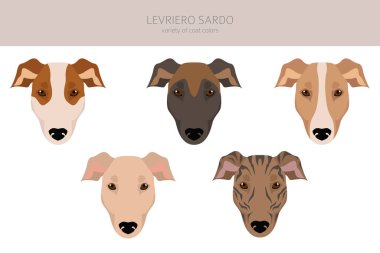 Levriero Sardo tırmanıyor. Farklı ceket renkleri. Vektör illüstrasyonu