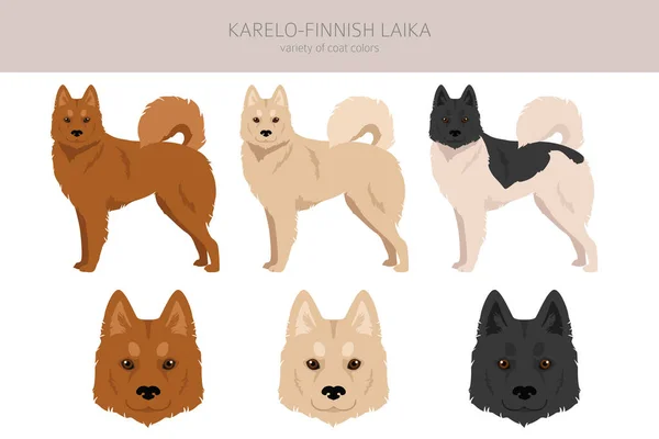 Karelo Finnische Laika Cliparts Verschiedene Fellfarben Eingestellt Vektorillustration — Stockvektor