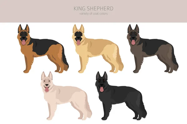 King Shepherd Variety German Shepherd Dog Clipart Different Coat Colors — Stock Vector