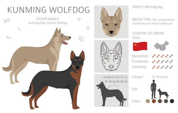 Kunming Wolfdog Klipsi Farklı Ceket Renkleri Vektör Illüstrasyonu — Stok Vektör