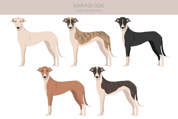Kaikadi Dog Clipart Verschiedene Fellfarben Eingestellt Vektorillustration — Stockvektor