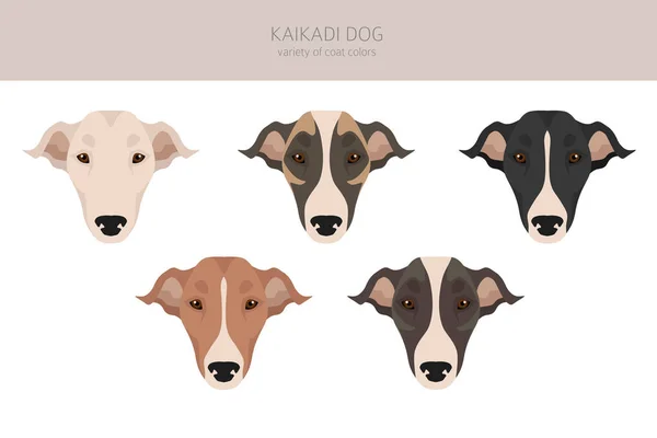 カイカディ犬の飛び地 異なるコートの色セット ベクターイラスト — ストックベクタ