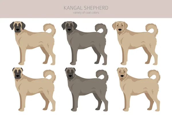 Kangal Shepherd Dog Clipart Různé Barvy Srsti Nastaveny Vektorová Ilustrace — Stockový vektor