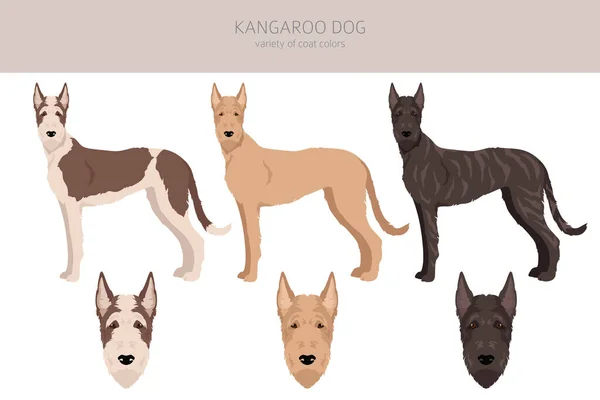 Kangaroo Dog Clipart Different Coat Colors Set Vector Illustration — Stock Vector