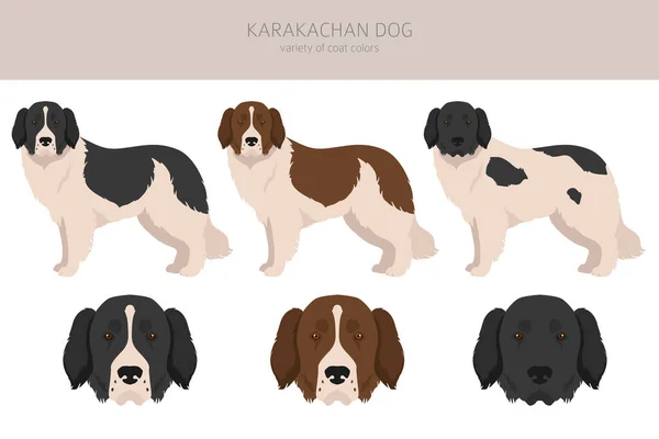 Karakachan Dog Clipart Verschiedene Fellfarben Eingestellt Vektorillustration — Stockvektor