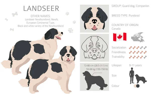 Landseer Dog Clipart Různé Barvy Srsti Nastaveny Vektorová Ilustrace — Stockový vektor