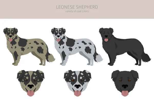 Leonese Shepherd Clipart Different Coat Colors Set Vector Illustration — Stock Vector