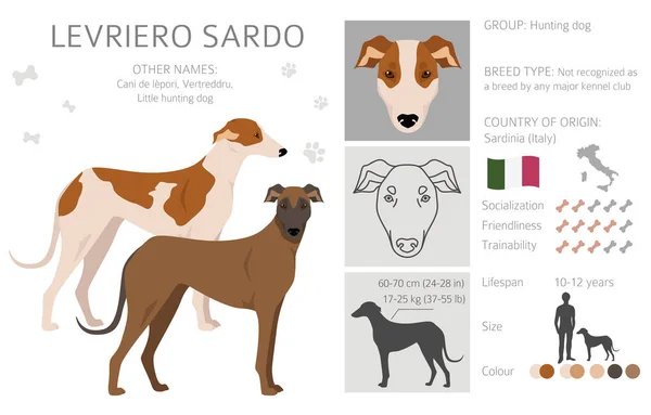 Levriero Sardo集团 不同的外套颜色 矢量说明 — 图库矢量图片