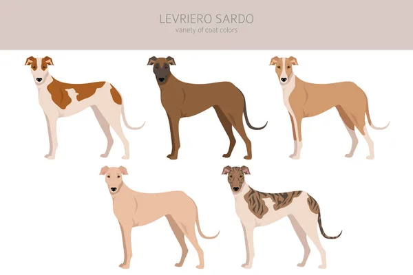 Levriero Sardo Clipart Různé Barvy Srsti Nastaveny Vektorová Ilustrace — Stockový vektor