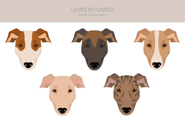 Levriero Sardo Clipart Différentes Couleurs Manteau Ensemble Illustration Vectorielle — Image vectorielle