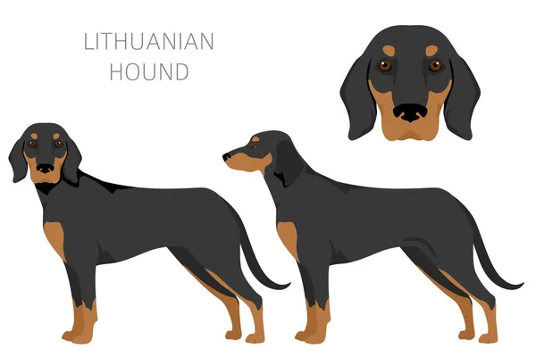 Lithuanian Hound Clipart Different Coat Colors Set Vector Illustration — Stock Vector